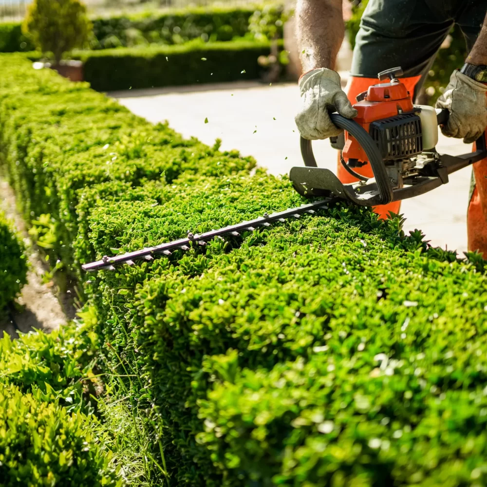 Branch_Hedge_Trimming